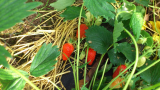 Strawberry Gariguette