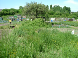 When we took our allotment over ...