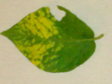 Potato leaf