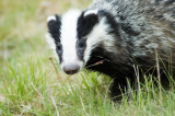 Badger atching me Watching him
