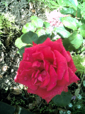 National Trust Rose