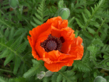 Poppy