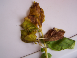 pot leaves