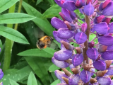 loopy bee in my lupins