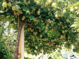 standard gooseberry