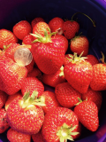 fruit