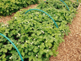 strawberry bed