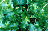Oldmanofthewoods5
