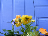 blueshed