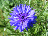 cornflower