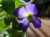 aubretia