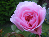 pinkrose