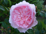 pinkrose2