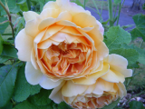 yellowrose