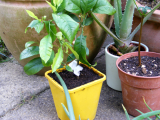 lemontree