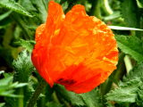 redpoppy