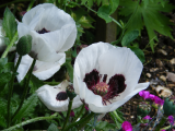 whitepoppy