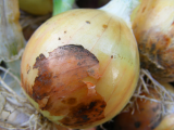 homegrown onions