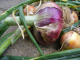 onionharvest1