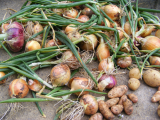 onionharvest2