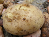 Estima spud