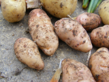 more spuds