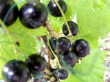 blackcurrants