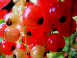 redcurrants