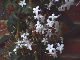 jasmine