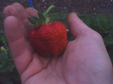 bigstrawb