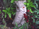 owl