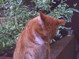 catwashing