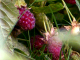 loganberry