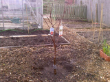 apple tree