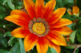 Flowers 1