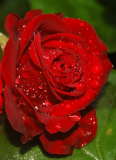 Flower 3