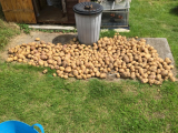 206lbs of Kestrel - a good year.