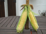 Beautiful Corn