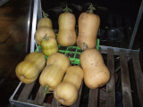 Butternut Squashes