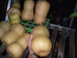 Butternut Squashes