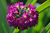 Drumstick Primula