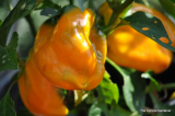 Sweet Peppers