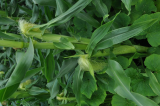 Sweet Corn