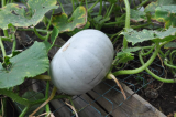 Crown Prince Squash