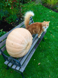 Pumpkin verses cat