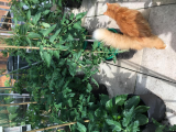 Tomato greenhouse jungle