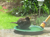 Bathtime