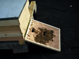 Arrival of the Bees