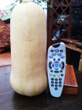 Butternut
