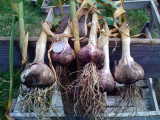 Garlic